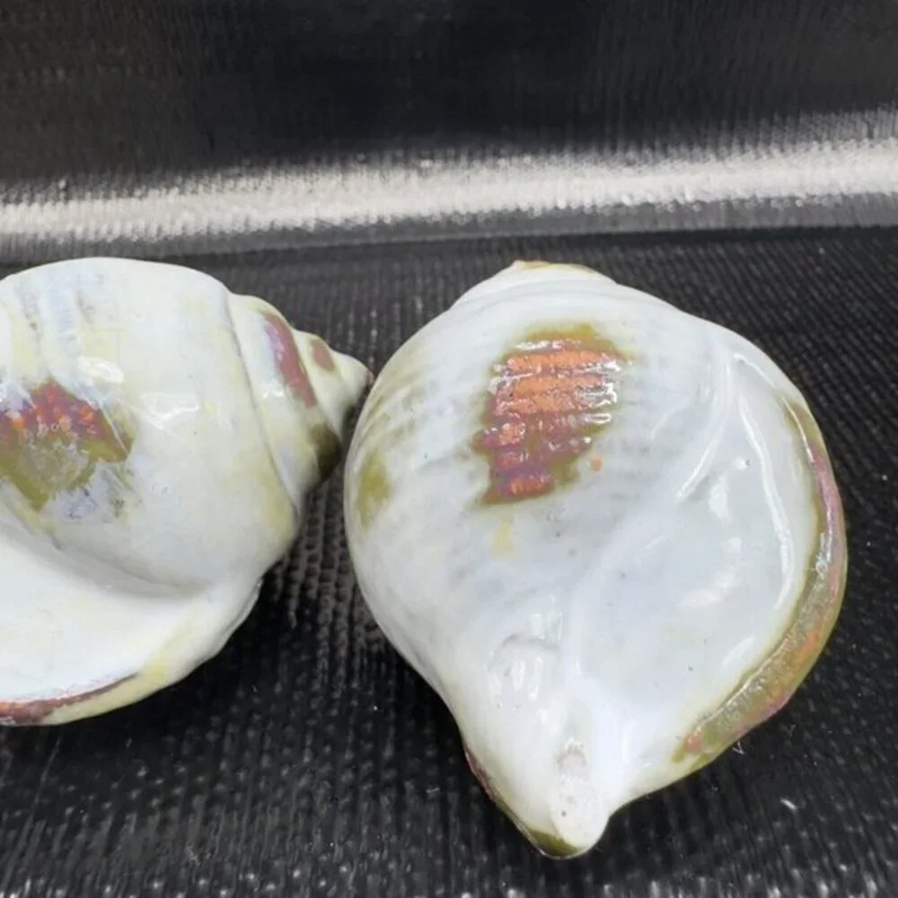Hand Made Card Holder Stoneware Shell Conch Set 2 Decorative Hand Crafted Figure